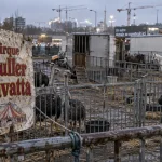 Le cirque Muller Zavatta à Toulouse, entre curiosité et critiques animalistes